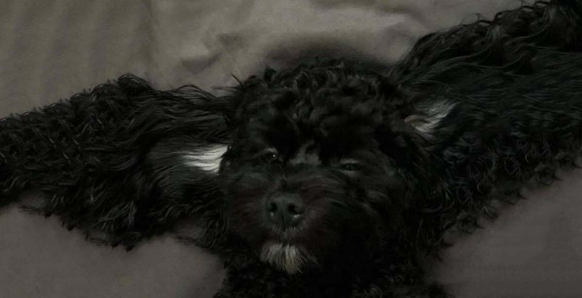Co Pawrenting - News